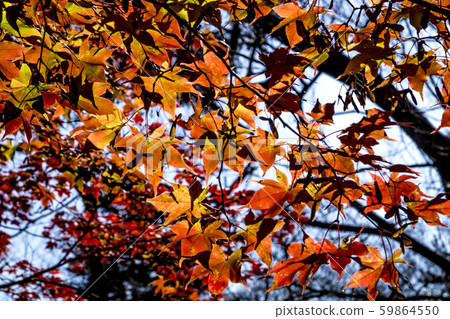 Shinshu (Inoue, Nagano) Shinshu (Inoue, Nagano) 59864550