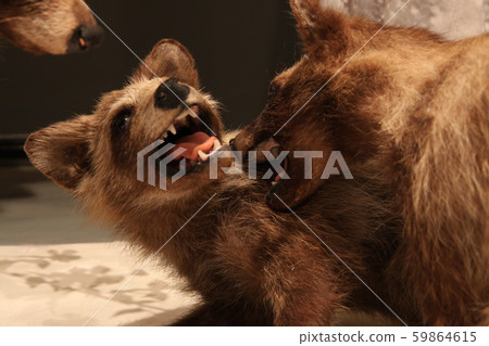 Raccoon dog 59864615