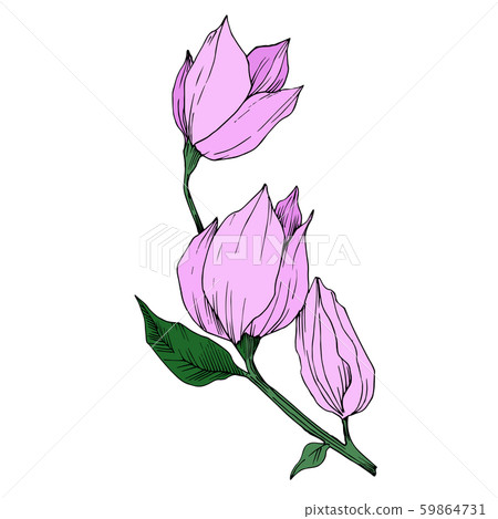 Vector Magnolia floral botanical flowers. Black... - Stock Illustration ...