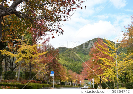 Late autumn scenery "Yonezumiko Park/Kudamatsu City" (2) 59864742
