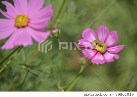 Cosmos flower green caterpillar Cosmos flower green caterpillar 59865019