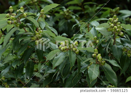 天然植物白果，綠色橡子在十月初。白橋市每年都有許多成果。 59865125
