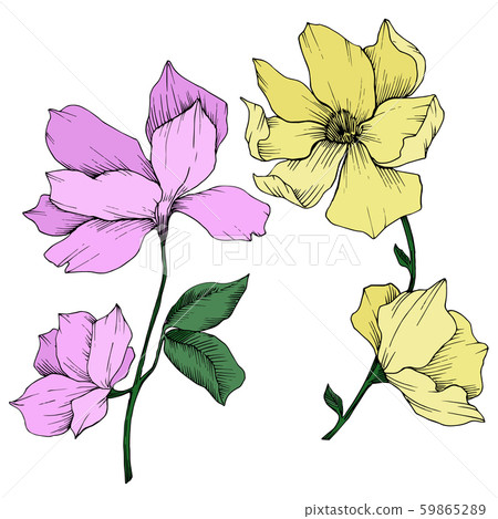 Vector Magnolia floral botanical flowers. Black and white engraved ink art. Isolated magnolia 59865289