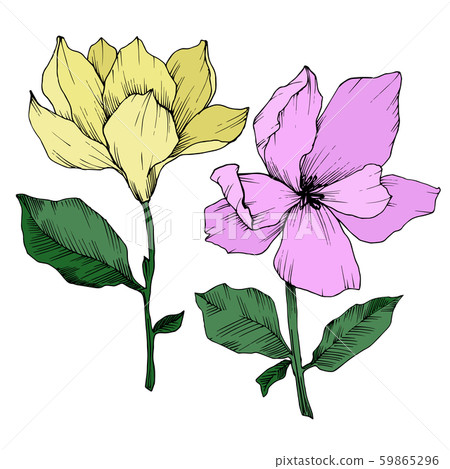 Vector Magnolia floral botanical flowers. Black and white engraved ink art. Isolated magnolia 59865296