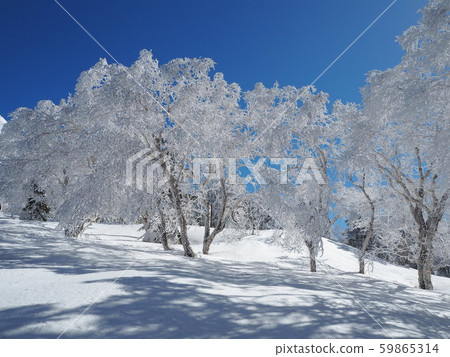 A tree 59865314