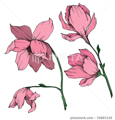 Vector Magnolia floral botanical flowers. Black and white engraved ink art. Isolated magnolia 59865326