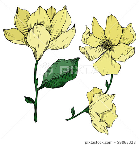 Vector Magnolia floral botanical flowers. Black and white engraved ink art. Isolated magnolia 59865328