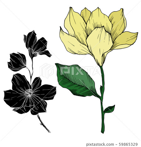 Vector Magnolia floral botanical flowers. Black and white engraved ink art. Isolated magnolia 59865329