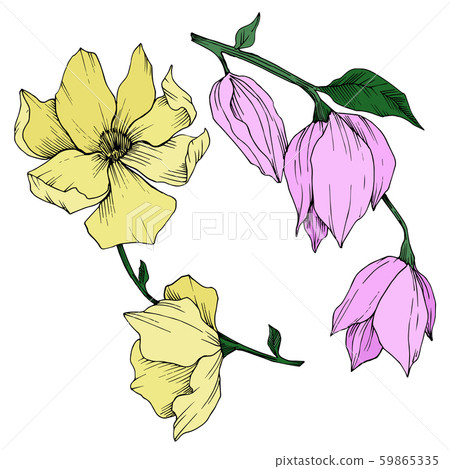 Vector Magnolia floral botanical flowers. Black and white engraved ink art. Isolated magnolia 59865335