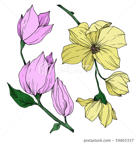 Vector Magnolia floral botanical flowers. Black and white engraved ink art. Isolated magnolia 59865337