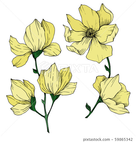 Vector Magnolia floral botanical flowers. Black and white engraved ink art. Isolated magnolia 59865342