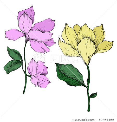 Vector Magnolia floral botanical flowers. Black and white engraved ink art. Isolated magnolia Vector Magnolia floral botanical flowers. Black and white engraved ink art. Isolated magnolia 59865366