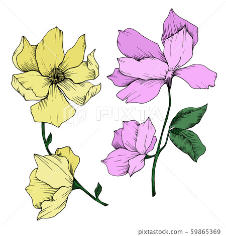 Vector Magnolia floral botanical flowers. Black and white engraved ink art. Isolated magnolia 59865369