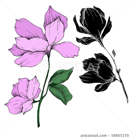 Vector Magnolia floral botanical flowers. Black and white engraved ink art. Isolated magnolia 59865370