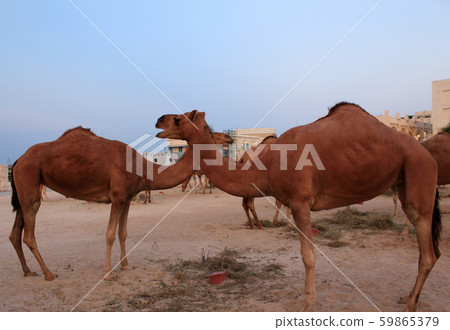 卡塔爾Souq Waqif駱駝 59865379
