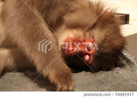 Japanese macaques 59865437