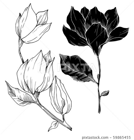Vector Magnolia floral botanical flowers. Black and white engraved ink art. Isolated magnolia Vector Magnolia floral botanical flowers. Black and white engraved ink art. Isolated magnolia 59865455