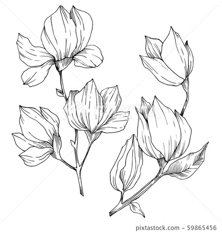 Vector Magnolia floral botanical flowers. Black and white engraved ink art. Isolated magnolia 59865456