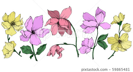 Vector Magnolia floral botanical flowers. Black and white engraved ink art. Isolated magnolia 59865481