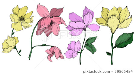 Vector Magnolia floral botanical flowers. Black and white engraved ink art. Isolated magnolia 59865484