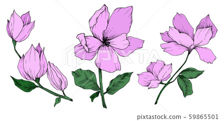 Vector Magnolia floral botanical flowers. Black and white engraved ink art. Isolated magnolia 59865501