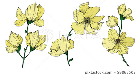 Vector Magnolia floral botanical flowers. Black and white engraved ink art. Isolated magnolia 59865502