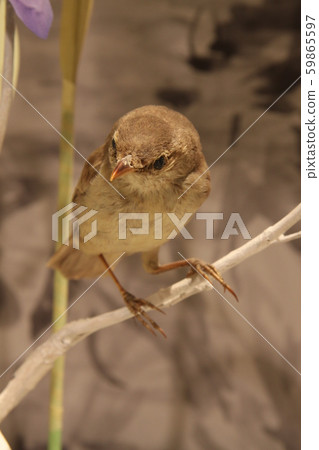 鶯 59865597