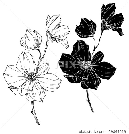Vector Magnolia floral botanical flowers. Black and white engraved ink art. Isolated magnolia 59865619