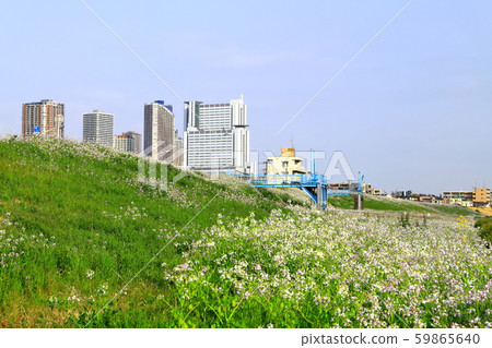 Tamagawa Riverbed Spring around Gas Bridge Tamagawa Riverbed Spring around Gas Bridge 59865640