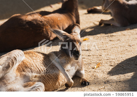 Kangaroo 59865951