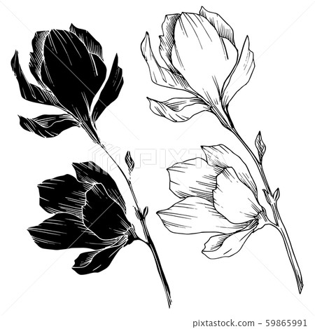 Vector Magnolia floral botanical flowers. Black and white engraved ink art. Isolated magnolia Vector Magnolia floral botanical flowers. Black and white engraved ink art. Isolated magnolia 59865991