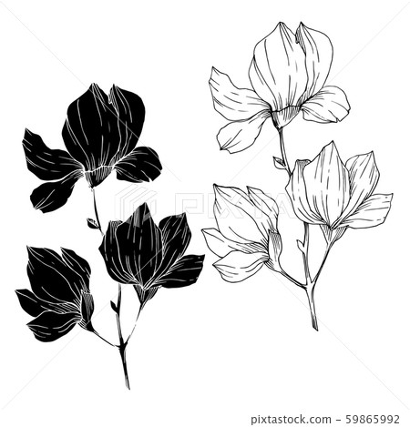 Vector Magnolia floral botanical flowers. Black and white engraved ink art. Isolated magnolia 59865992
