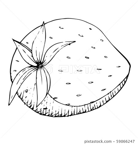 Vector Strawberry healthy food. Black and white engraved ink art. Isolated strawberry illustration 59866247
