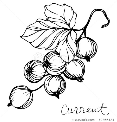 Vector Currant healthy food. Black and white engraved ink art. Isolated strawberry illustration 59866323