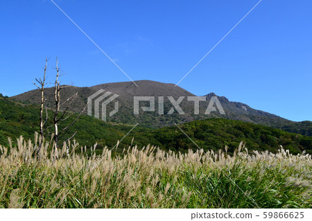 Autumn Kuju Boguru vineyard, golden grass 59866625