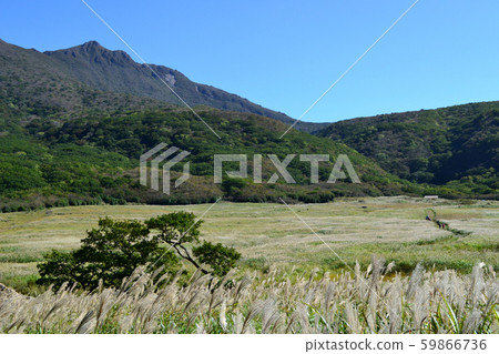 Autumn Kuju Boguru vineyard, golden grass 59866736