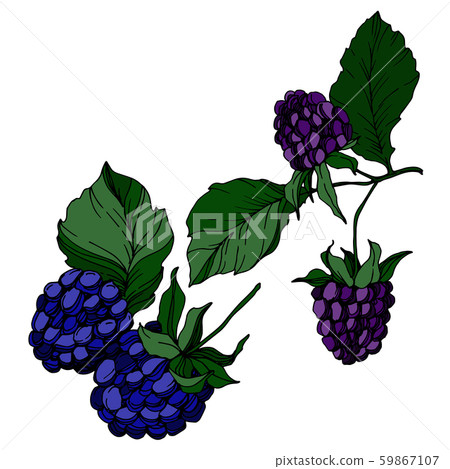 Blackberry healthy food. Black and white engraved ink art. Isolated blackberry illustration element. Blackberry healthy food. Black and white engraved ink art. Isolated blackberry illustration element. 59867107