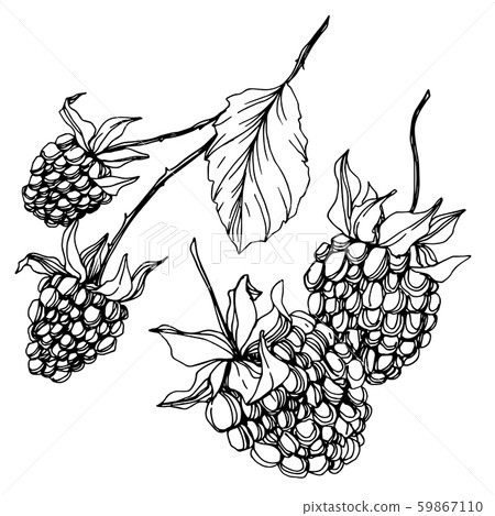 Blackberry healthy food. Black and white engraved ink art. Isolated blackberry illustration element. Blackberry healthy food. Black and white engraved ink art. Isolated blackberry illustration element. 59867110