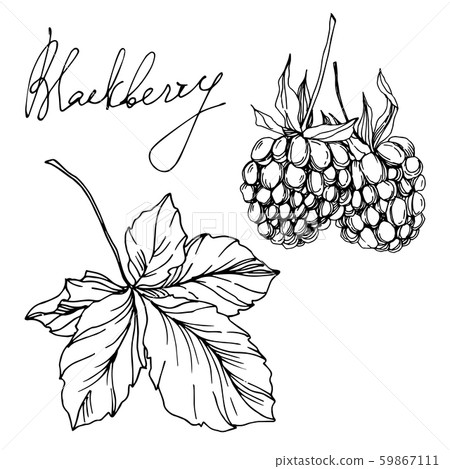 Blackberry healthy food. Black and white engraved ink art. Isolated blackberry illustration element. Blackberry healthy food. Black and white engraved ink art. Isolated blackberry illustration element. 59867111