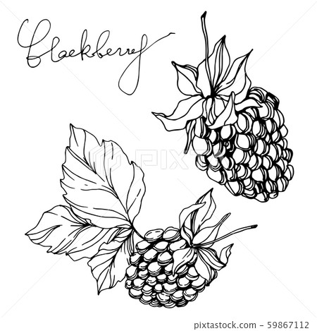 Blackberry healthy food. Black and white engraved ink art. Isolated blackberry illustration element. Blackberry healthy food. Black and white engraved ink art. Isolated blackberry illustration element. 59867112