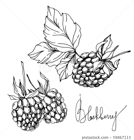 Blackberry healthy food. Black and white engraved ink art. Isolated blackberry illustration element. 59867113