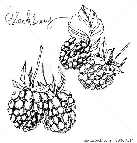 Blackberry healthy food. Black and white engraved ink art. Isolated blackberry illustration element. Blackberry healthy food. Black and white engraved ink art. Isolated blackberry illustration element. 59867114