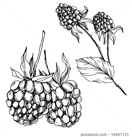Blackberry healthy food. Black and white engraved ink art. Isolated blackberry illustration element. Blackberry healthy food. Black and white engraved ink art. Isolated blackberry illustration element. 59867115