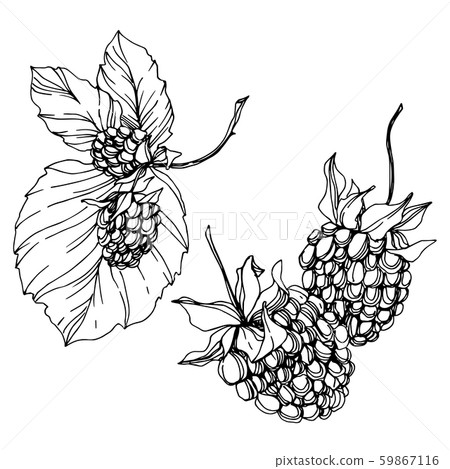 Blackberry healthy food. Black and white engraved ink art. Isolated blackberry illustration element. Blackberry healthy food. Black and white engraved ink art. Isolated blackberry illustration element. 59867116