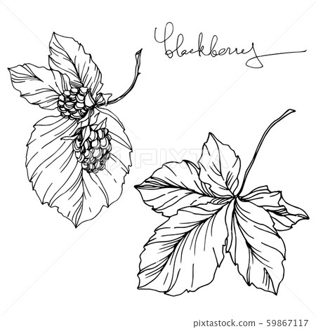 Blackberry healthy food. Black and white engraved ink art. Isolated blackberry illustration element. 59867117