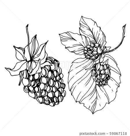 Blackberry healthy food. Black and white engraved ink art. Isolated blackberry illustration element. 59867118