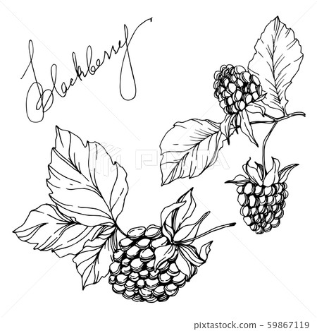 Blackberry healthy food. Black and white engraved ink art. Isolated blackberry illustration element. Blackberry healthy food. Black and white engraved ink art. Isolated blackberry illustration element. 59867119