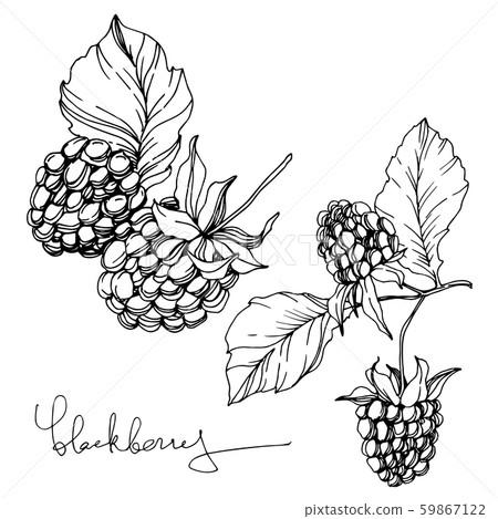 Blackberry healthy food. Black and white engraved ink art. Isolated blackberry illustration element. Blackberry healthy food. Black and white engraved ink art. Isolated blackberry illustration element. 59867122