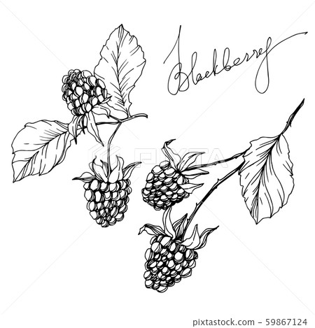 Blackberry healthy food. Black and white engraved ink art. Isolated blackberry illustration element. Blackberry healthy food. Black and white engraved ink art. Isolated blackberry illustration element. 59867124