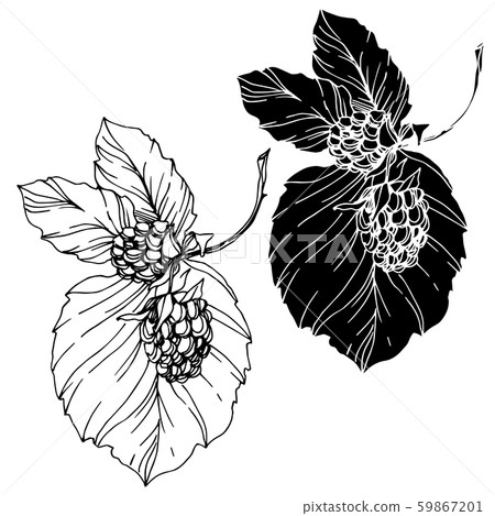 Blackberry healthy food. Black and white engraved ink art. Isolated blackberry illustration element. Blackberry healthy food. Black and white engraved ink art. Isolated blackberry illustration element. 59867201